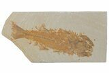Bargain, Fossil Fish (Mioplosus) - Wyoming #210107-1